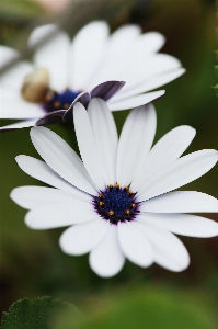 Nature blossom plant white Photo