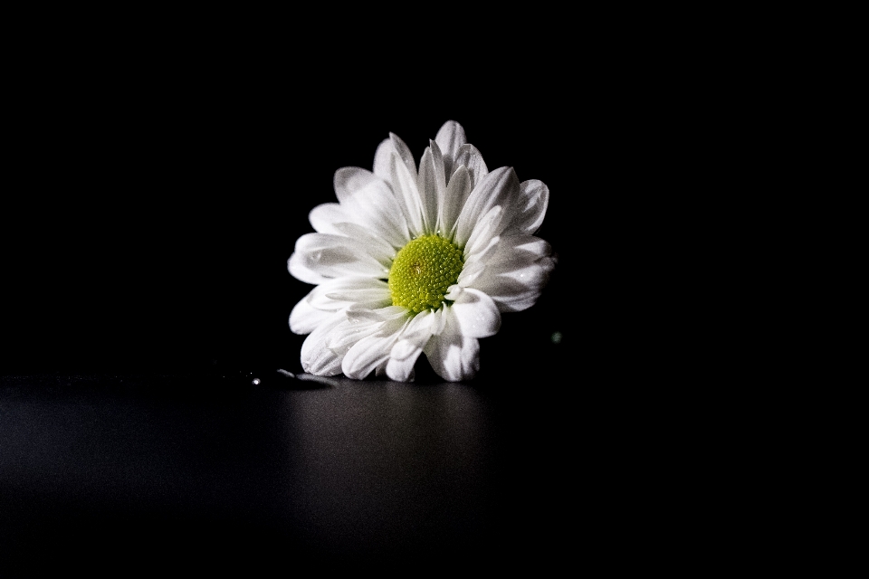 Black and white plant flower