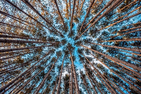 木 自然 森 植物 写真