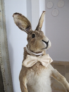 Photo Corne mammifère jouet lapin