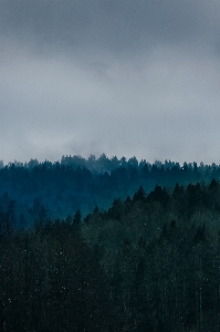 Tree nature forest horizon Photo