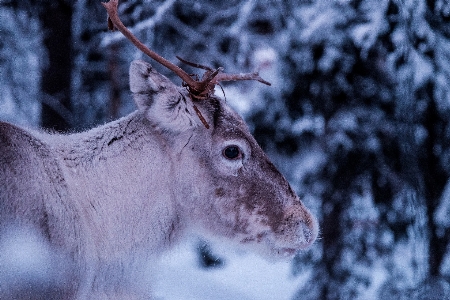 Nature branch snow winter Photo