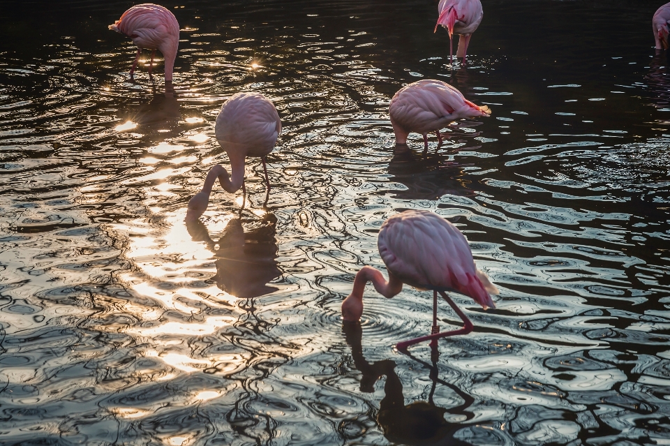 Agua pájaro reflexión acuático
