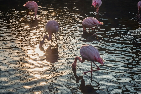 Photo Eau oiseau réflexion aquatique
