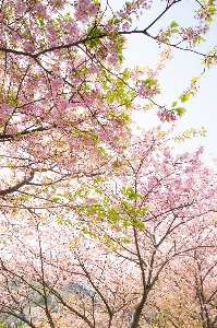 木 ブランチ 花 植物 写真