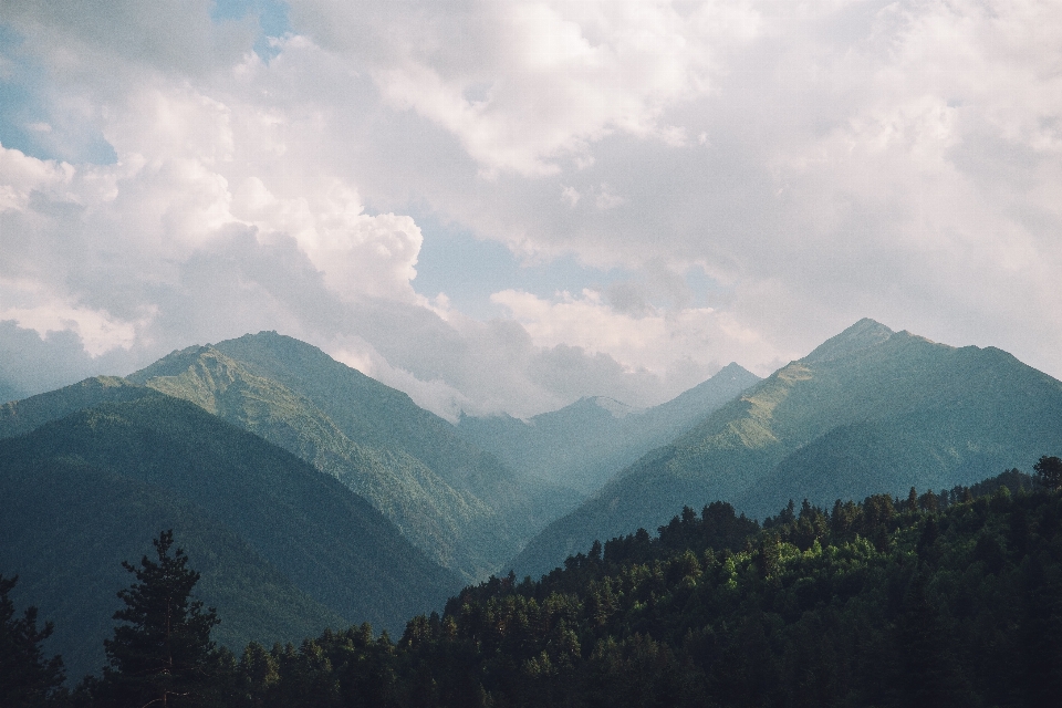 Landschaft baum natur wald