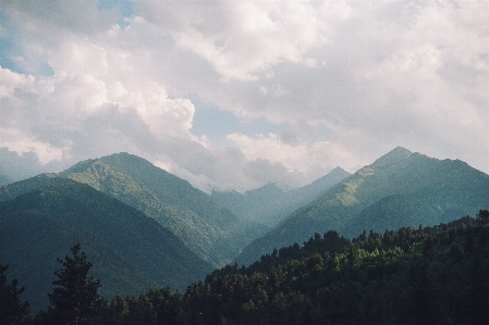 風景 木 自然 森 写真