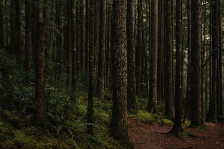 Tree nature forest path Photo