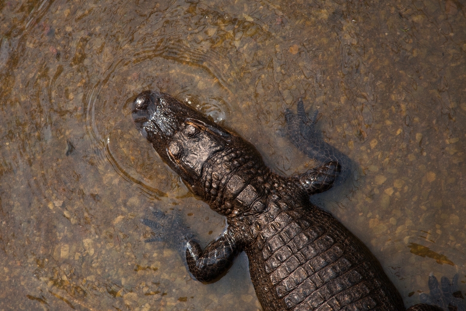 Woda dzikiej przyrody gad fauna