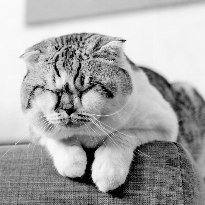 Black and white kitten cat