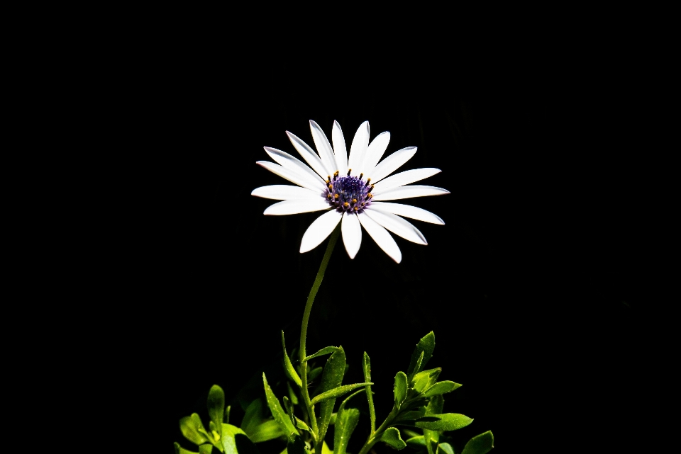 Black and white plant flower