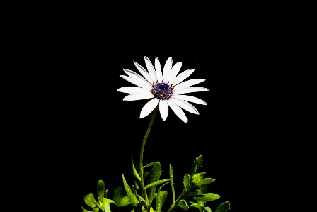 Schwarz und weiß
 anlage weiss blume Foto