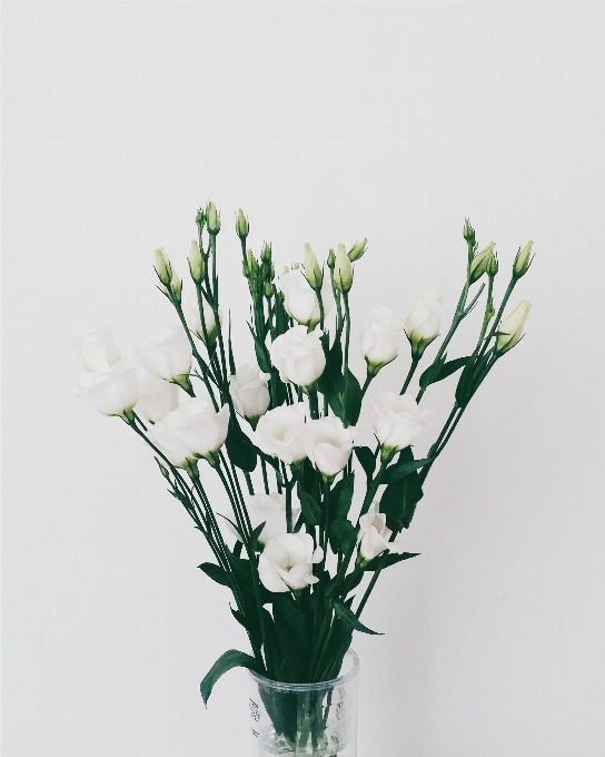 Branch plant flower vase