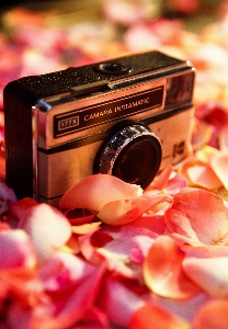 Flower petal food red Photo