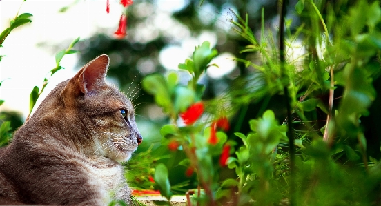 自然 草 芝生 花 写真