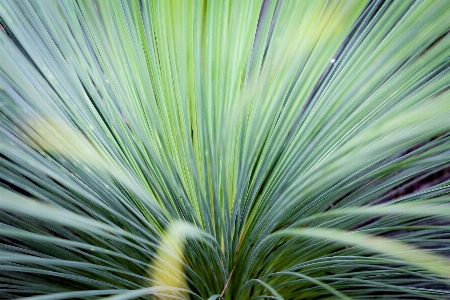 Tree grass branch plant Photo