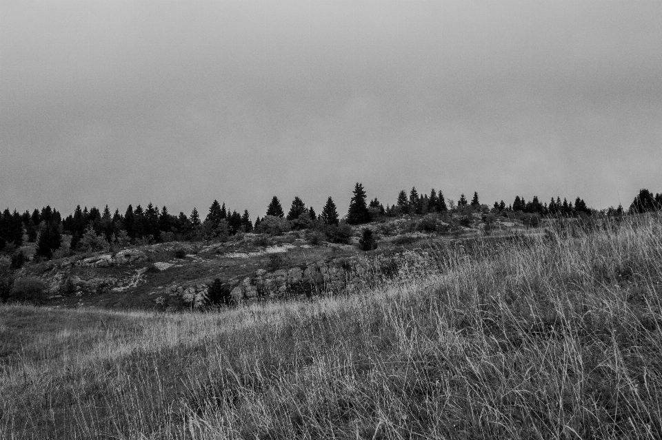 Paisaje árbol naturaleza bosque