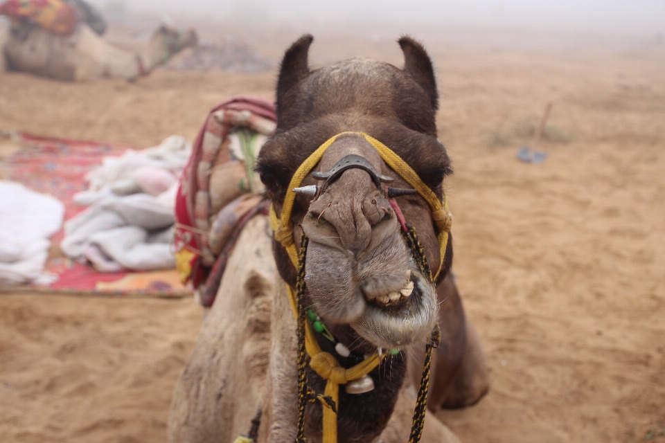 Landscape camel mammal donkey