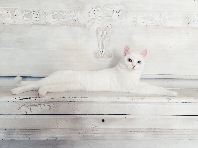 White kitten cat mammal Photo