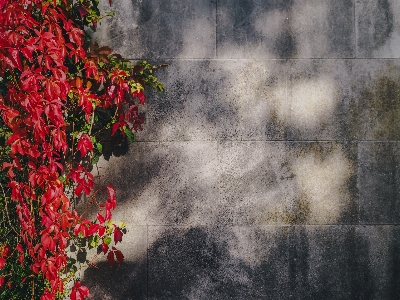 Plant vine texture leaf Photo