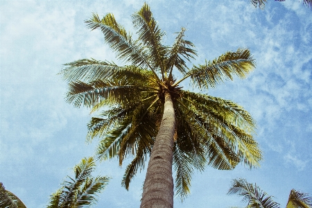 木 ブランチ 植物 空 写真