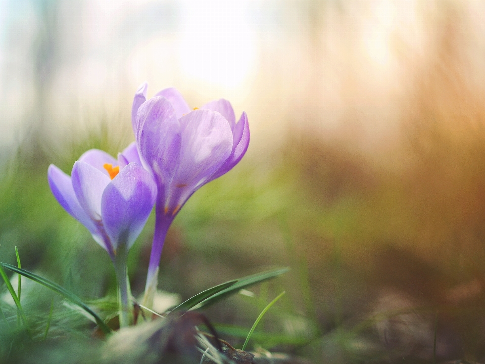 Natur blüte anlage sonnenlicht