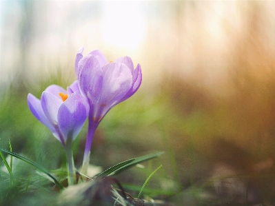 Foto Natureza florescer plantar luz solar