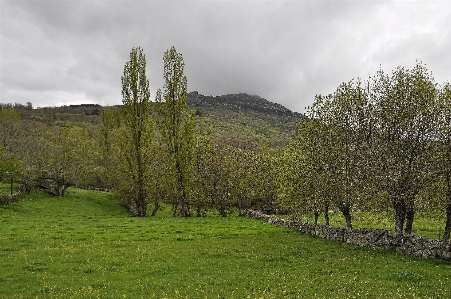 Landscape tree nature forest Photo