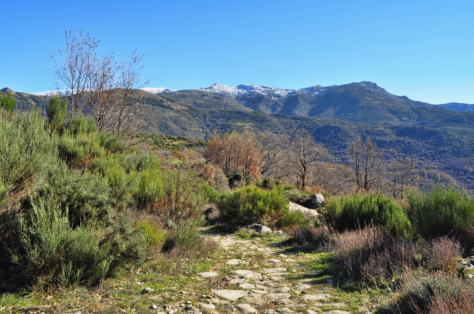 Paesaggio albero natura selvaggia
