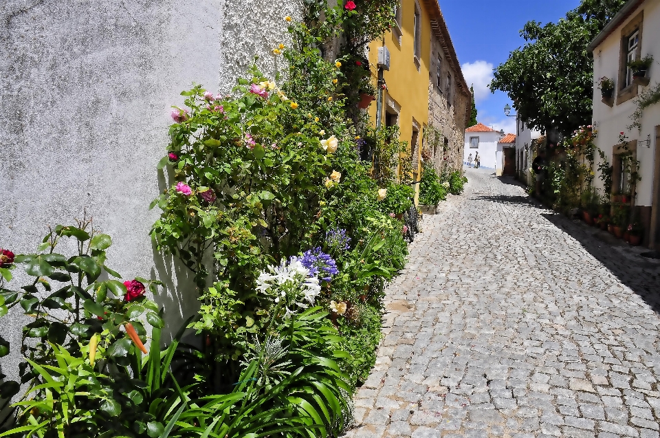 Road street sidewalk flower