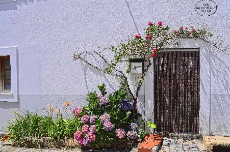 Ev çiçek pencere duvar Fotoğraf