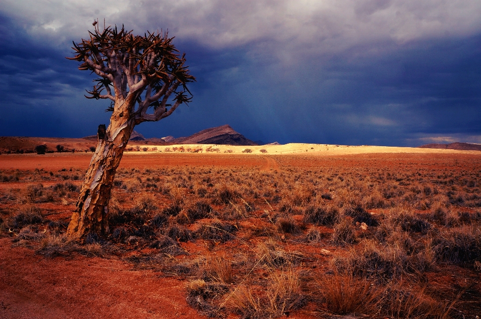 Landschaft baum natur horizont