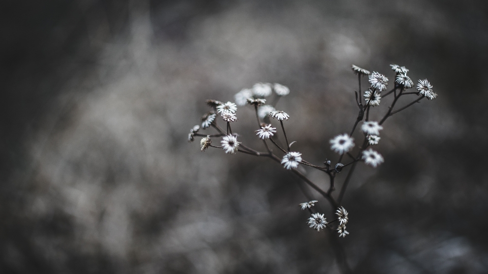 Nature bifurquer fleurir hiver