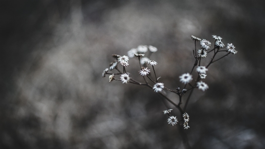 Photo Nature bifurquer fleurir hiver