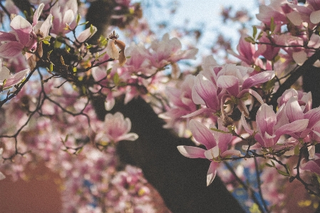 木 ブランチ 花 植物 写真