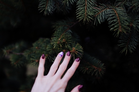 Hand tree branch plant Photo