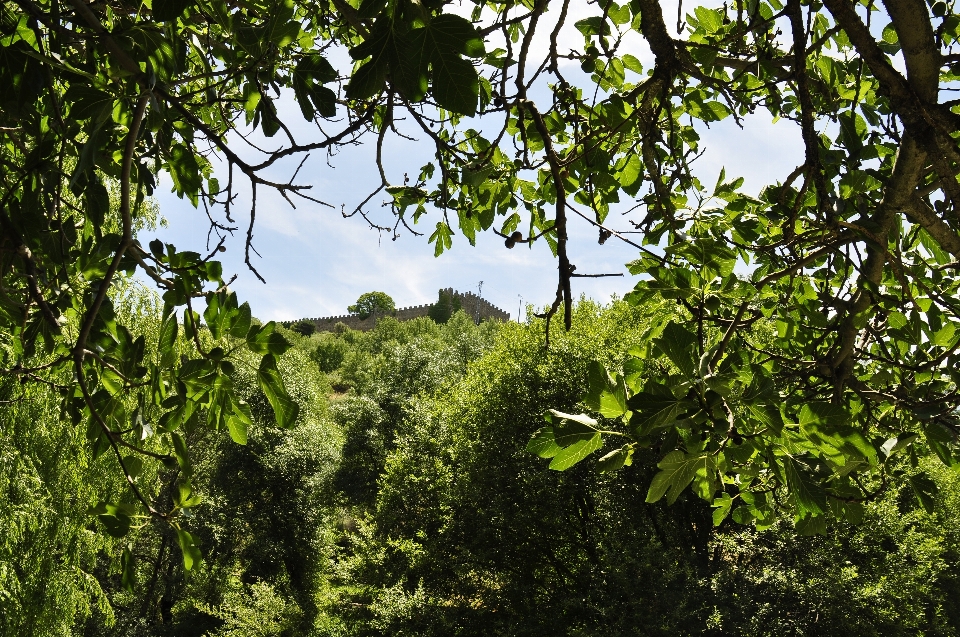 Arbre nature forêt bifurquer