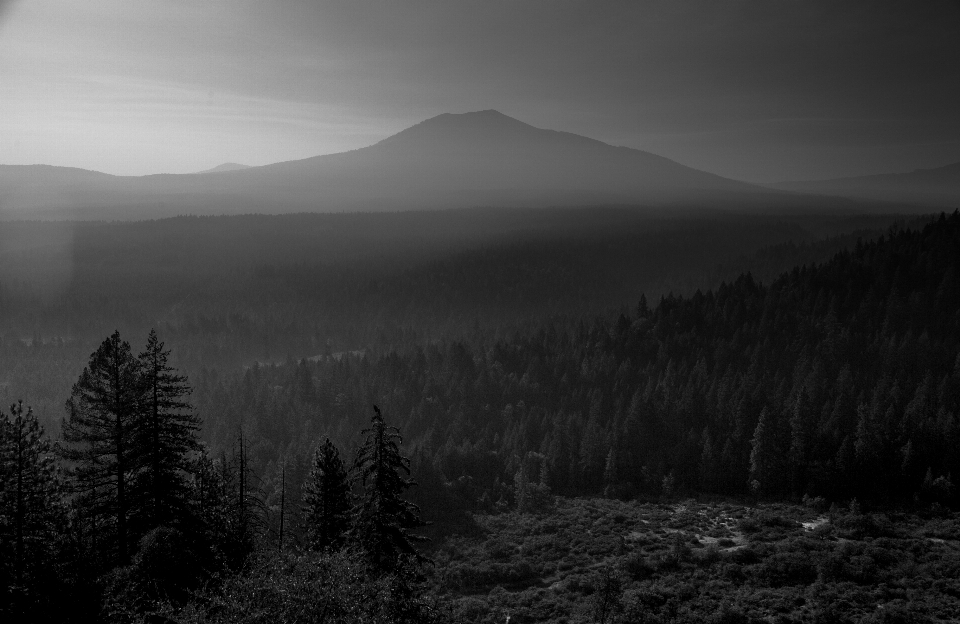 Paesaggio albero natura foresta