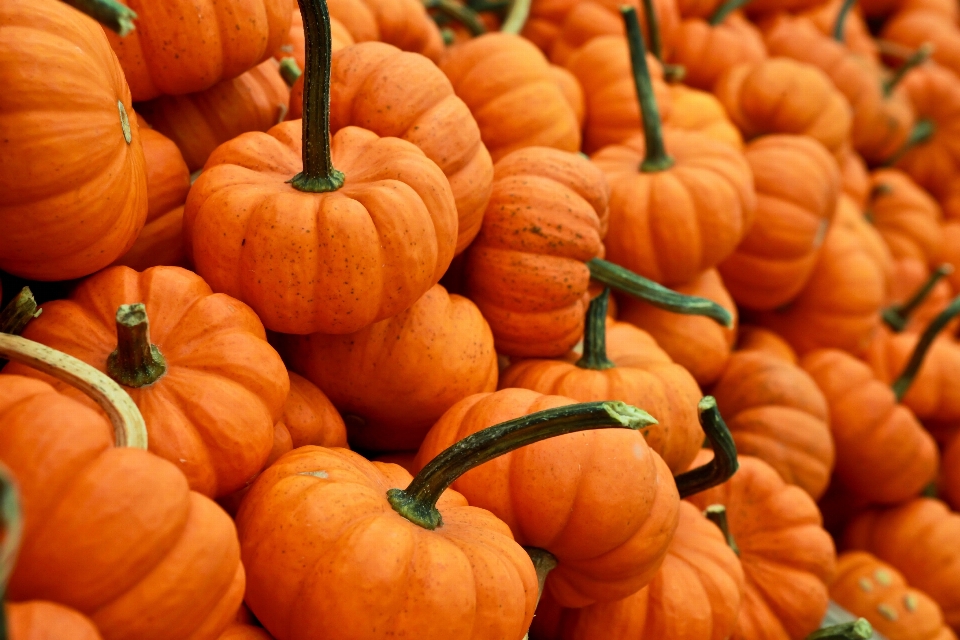 Fall orange food produce