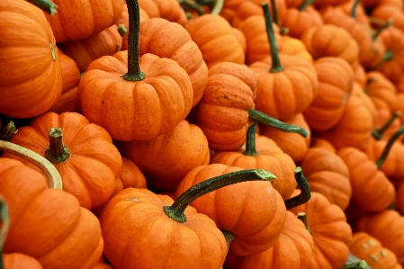 Fall orange food produce Photo