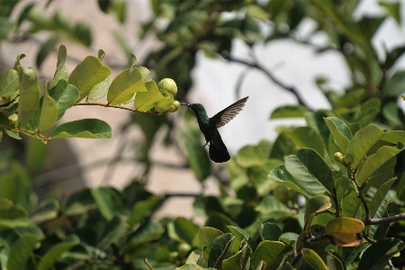 Tree nature branch bird Photo