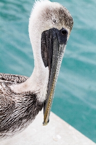 Bird wing pelican seabird Photo