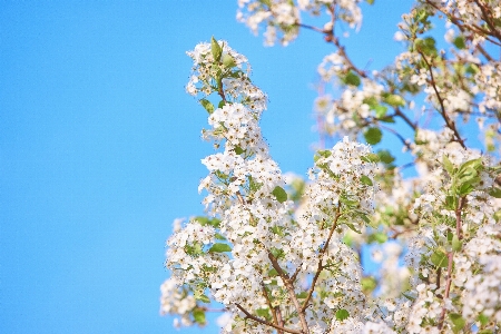 Foto árbol rama florecer planta