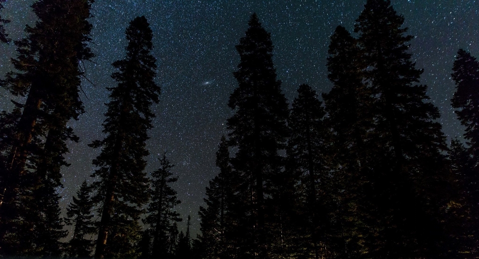 Tree forest silhouette mountain