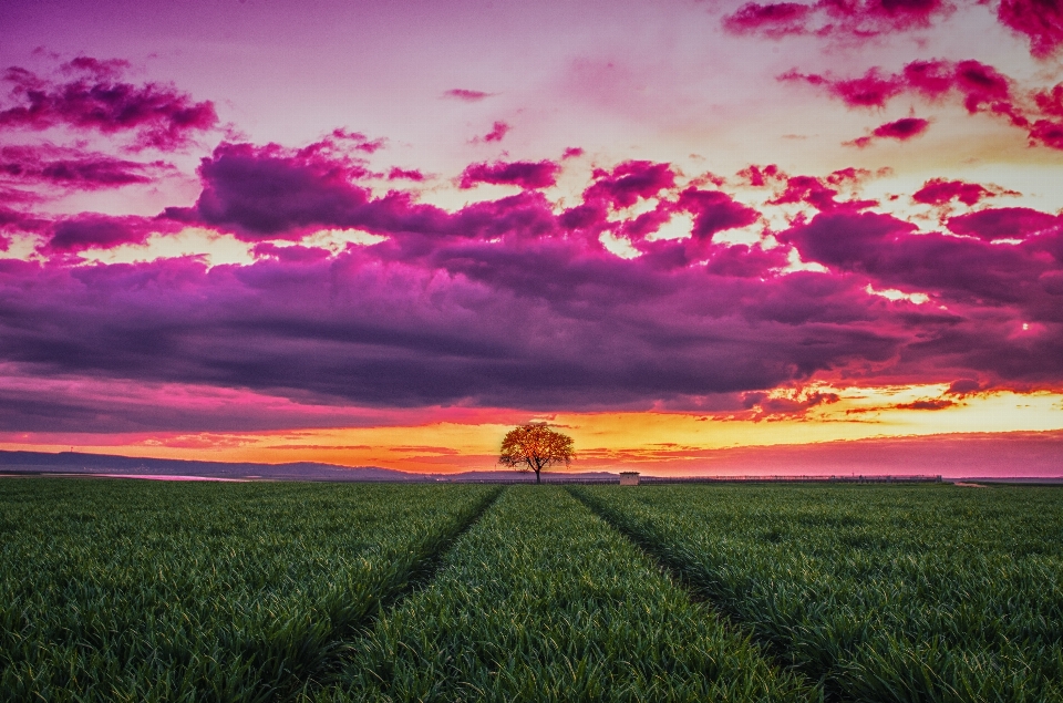 Natureza grama horizonte nuvem