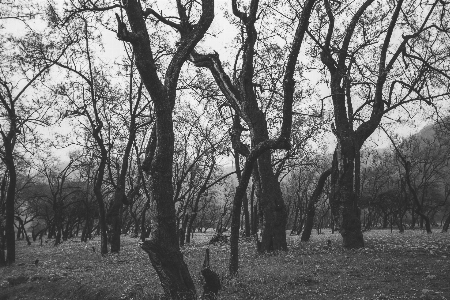 Landschaft baum natur wald Foto