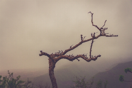 Landscape tree nature outdoor Photo