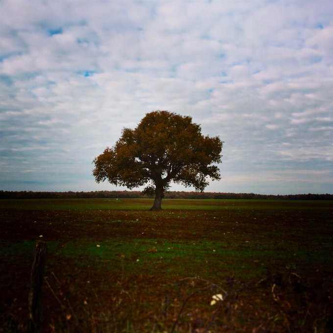 Paysage arbre nature herbe