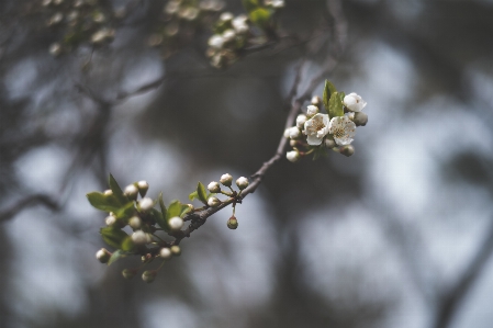 Baum natur zweig blüte Foto