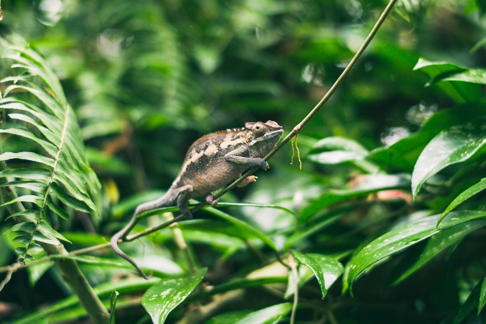 Nature bifurquer oiseau feuille